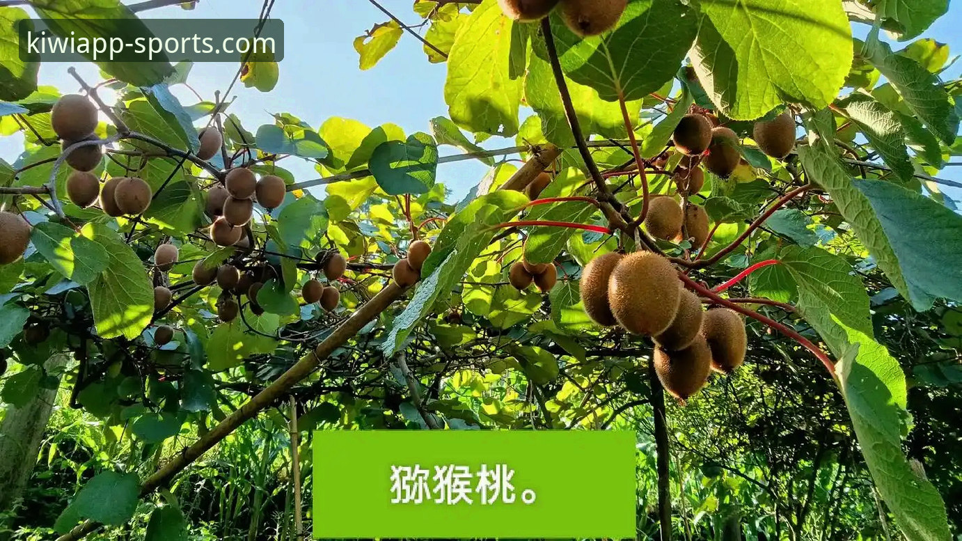 奇异果体育平台体验最新动态：v2.8.5版本功能升级与行业趋势解读